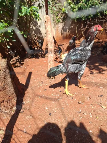 Vendo galos, galinha e Garnizes a partir de 50.00 reais