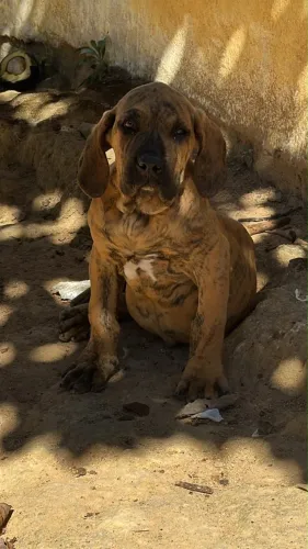 Fila brasileiro fêmea filhote á venda