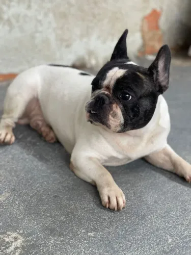 Bulldog francês macho 