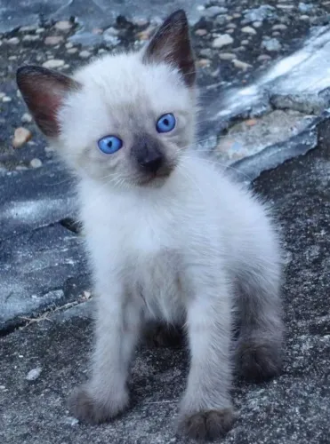 FILHOTE FÊMEA DE GATINHO SIAMESA
