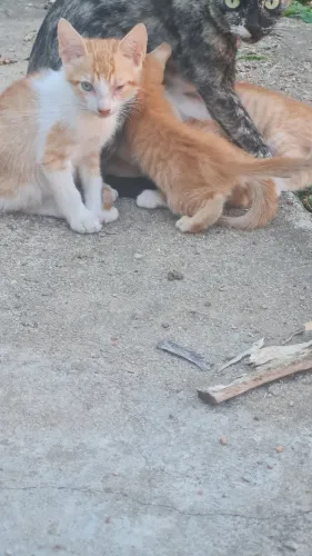 Doação de gato