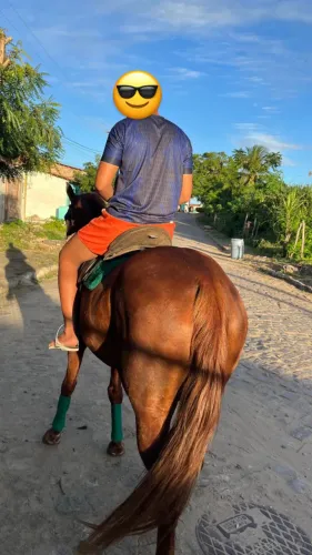 Cavalo de procedência