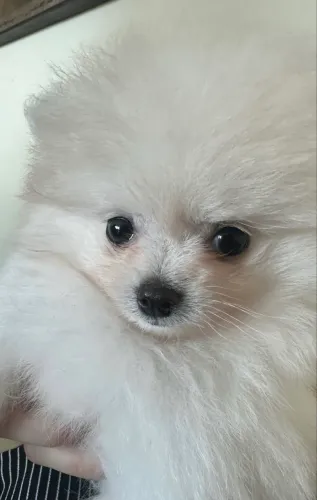 Spitz Alemão Anão (Lulu da Pomerânia) Mini com Pedigree