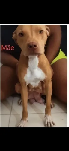 Filhote de Pitbull