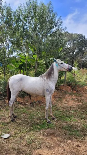 Cavalo Mangalarga Marchador Registrado