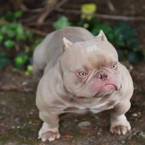 Americam Bully de luxo ..parcelo Pocket ou nano 