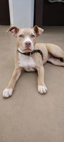 Vendo fêmea Pitbull 4 meses