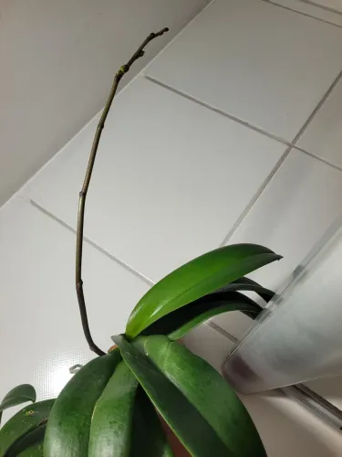 Orquídea