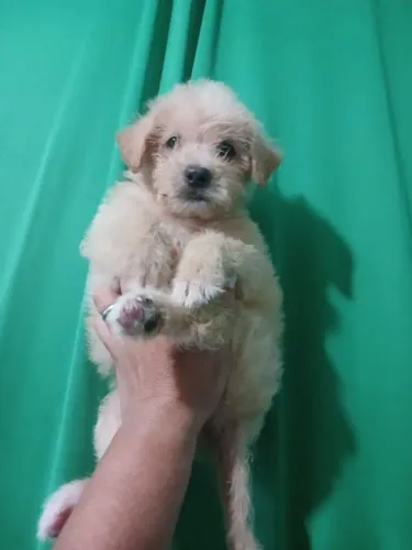 Mini poodle toy macho