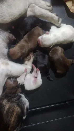 Filhotes de Bulldog francês