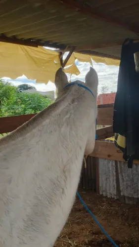 Egua  extra de sela 