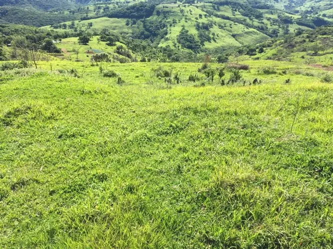 Fazenda de opurtunidade  55 mil o alqueiro