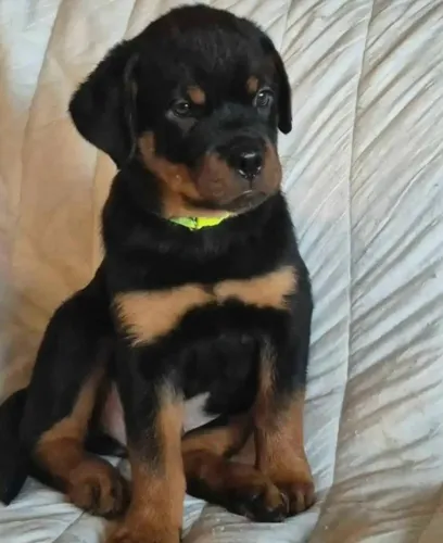 Filhotes de Rottweiler | Felicidade peluda à sua disposição.