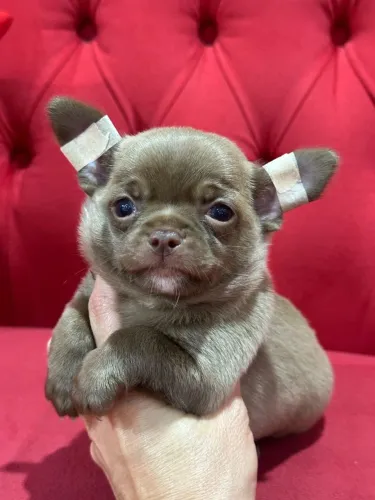 Chihuahua. Um lindo rapazinho Pêlo curto na cor Chocolate diluído pronto para te alegrar !
