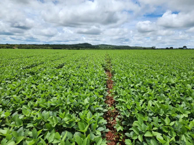 Fazenda 1.030 hec em vila do couto MT. 47 milhões.