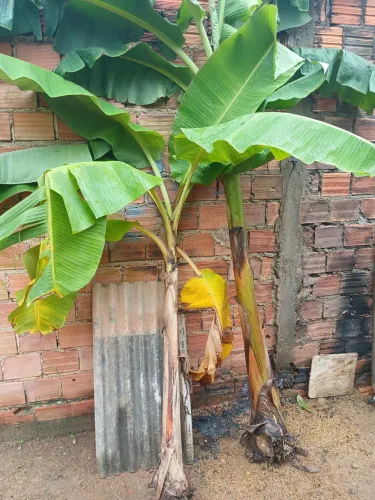 Vendo mudas de banana cumprida 