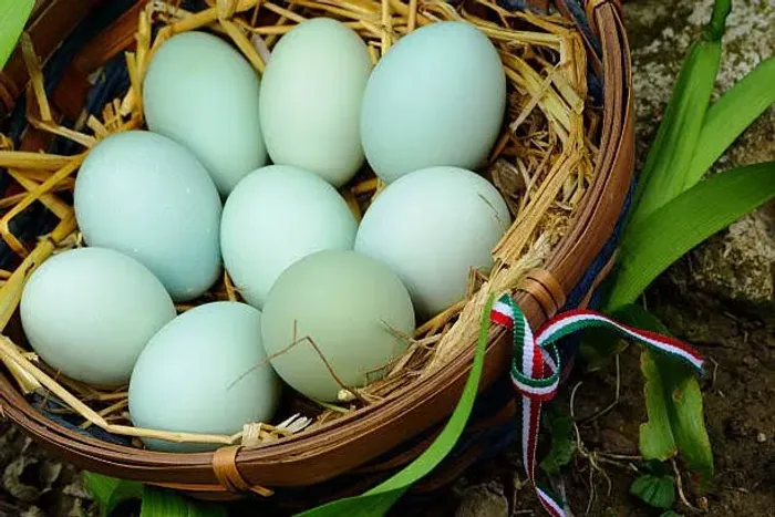 Galinhas que põe ovos verdes e azuis