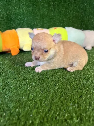 Chihuahua filhote disponível - cor Lilac 