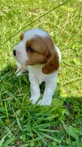 Cavalier King com Vacinas Éticas e Assistência até os 8 Meses de Vida