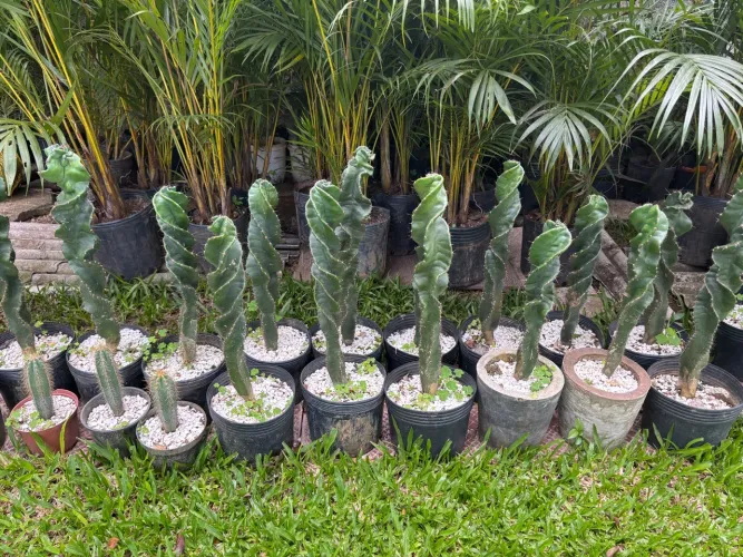 Cacto parafuso ( atacado & varejo )