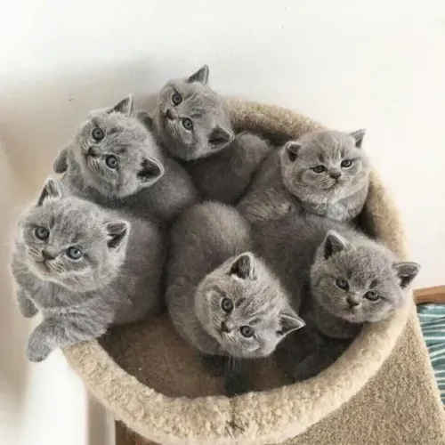 British Shorthair Filhotes Tranquilos 