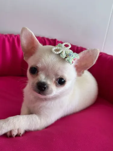Chihuahua-Responsabilidade na criação