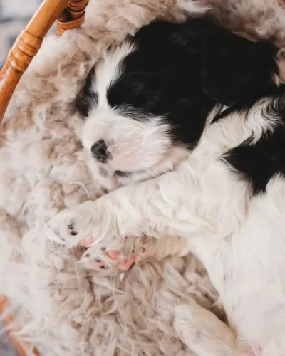 Filhote Cocker spaniel, cheios de alegria prontos para um novo lar!