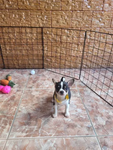 Chihuahua Macho Pelo Curto @renatacriacoesrj