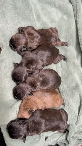 Filhotes de buldogue francês