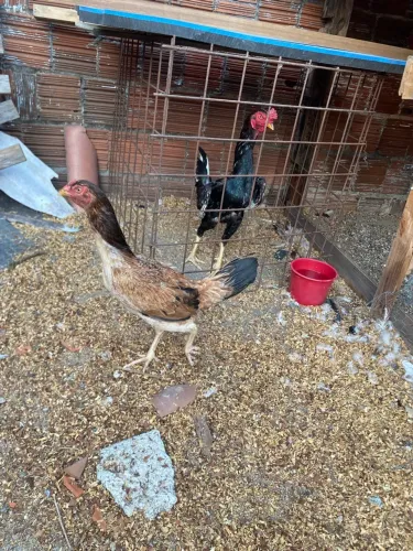 Galo e galinha