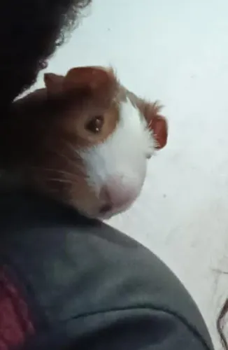 Animais