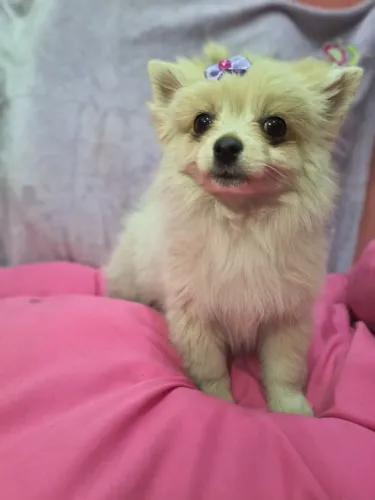 Fêmea de Spitz alemão já com duas vacinas importada