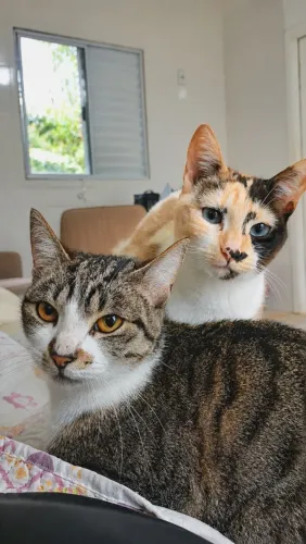 Gatinhas irmãs