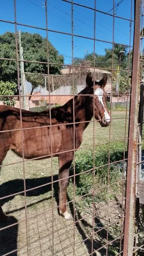 Potra Alazã - 8 meses