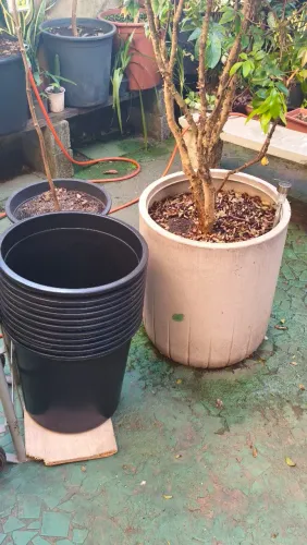 Vaso plantas grande reforçado
