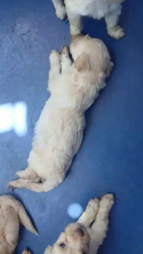 Vendo filhote de poodle