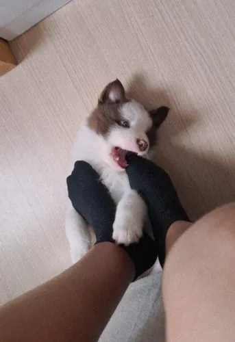Border Collie
