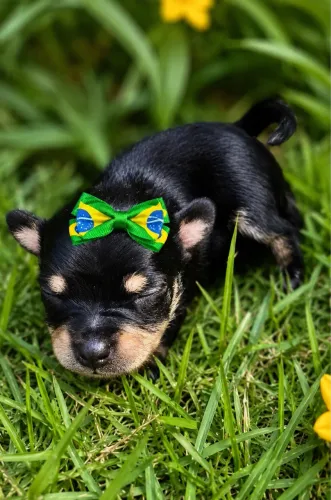 Princesinha Pinscher