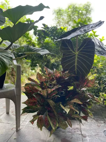 Plantas