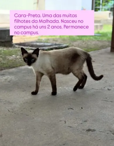 Gata adoção 