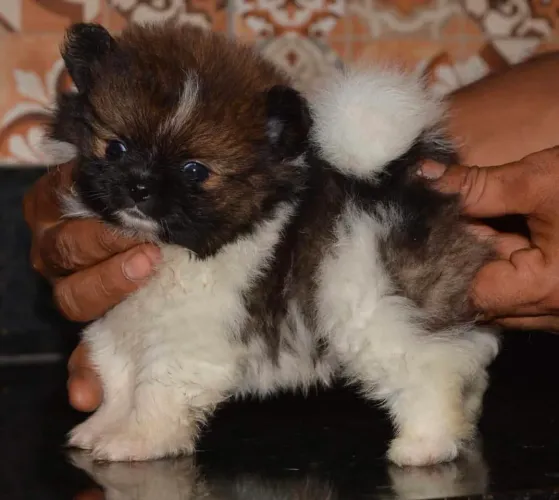 Lulu da Pomerania particolo  parcelamos até 18 machinho 