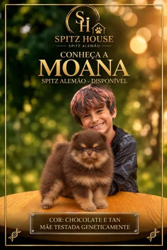 Spitz alemão chocotan fêmea
