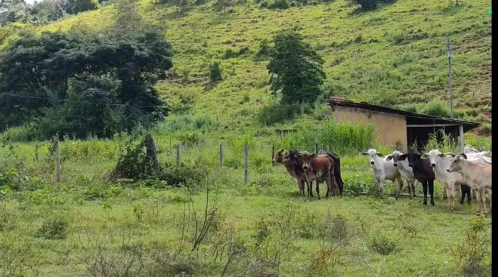 Fazenda com 54 alqueires/260 hectares a venda. Tabauna/Aimorés/MG