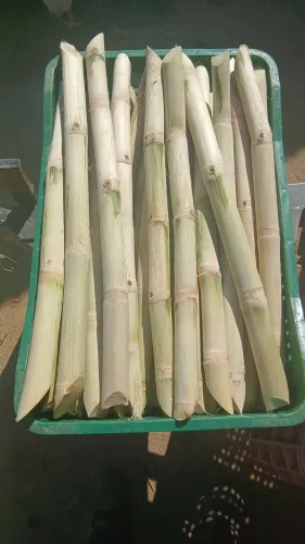 Cana caldo atendo Itapemirim e marataizes