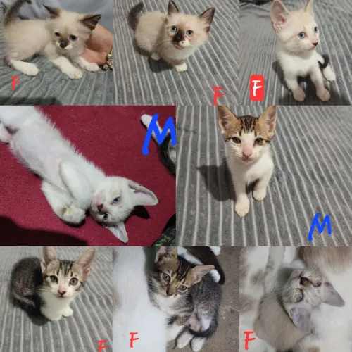 Doação de gatinhos 