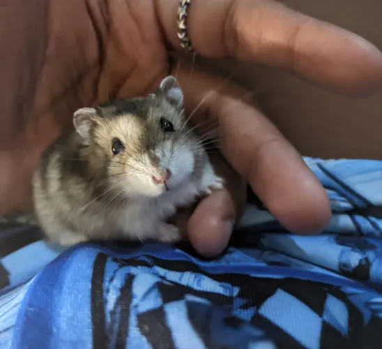 Doação hamster