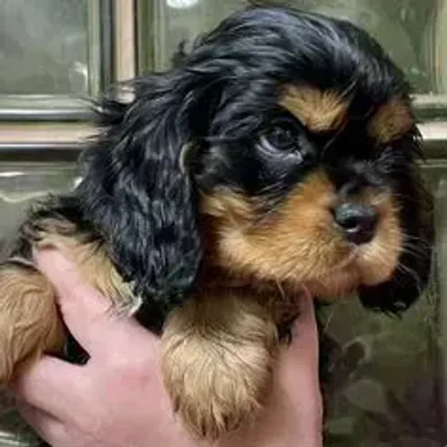 Cavalier King Charles Spaniel,Cavalier King Charles Spaniel Filhote Selecionado Alta Proce