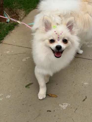 Spitz Alemão Fêmea 4 mese, Vacinada é vermifugada. Linda e dócil