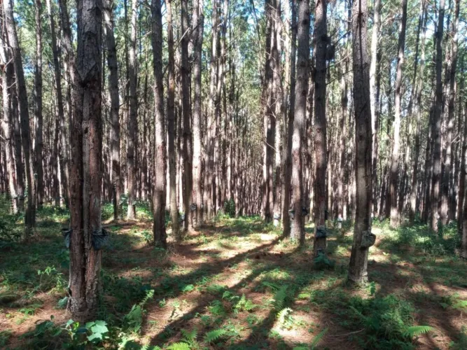 *FLORESTA DE PINUS EM CAPÃO BONITO-SP* - Área total de 6 Alqueires * 22 Mil Pés de Pinus *