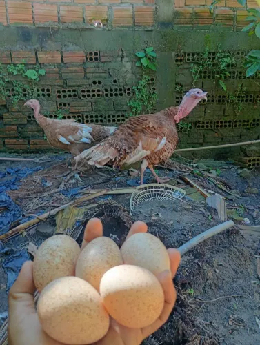 Ovos de perú borbom 